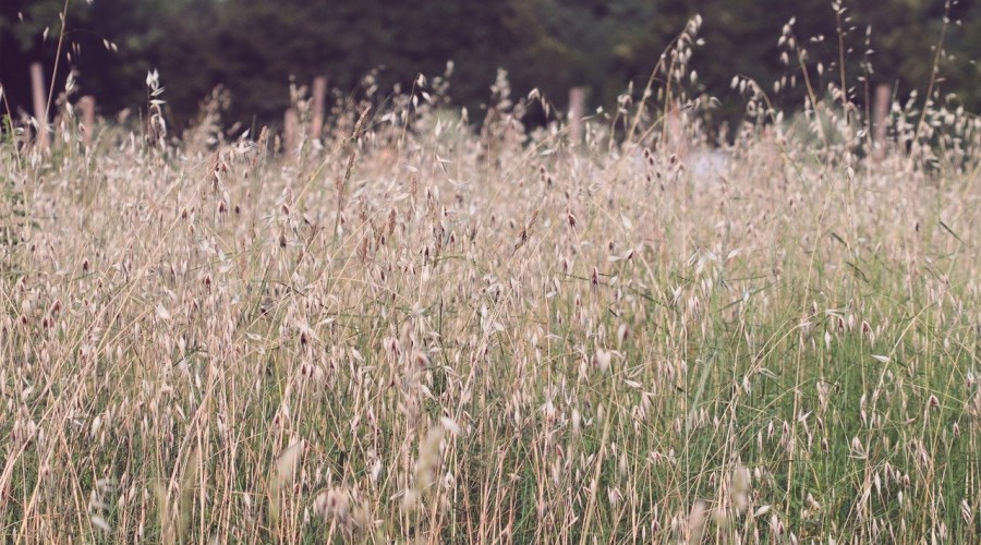 Niebezpieczne kłosy