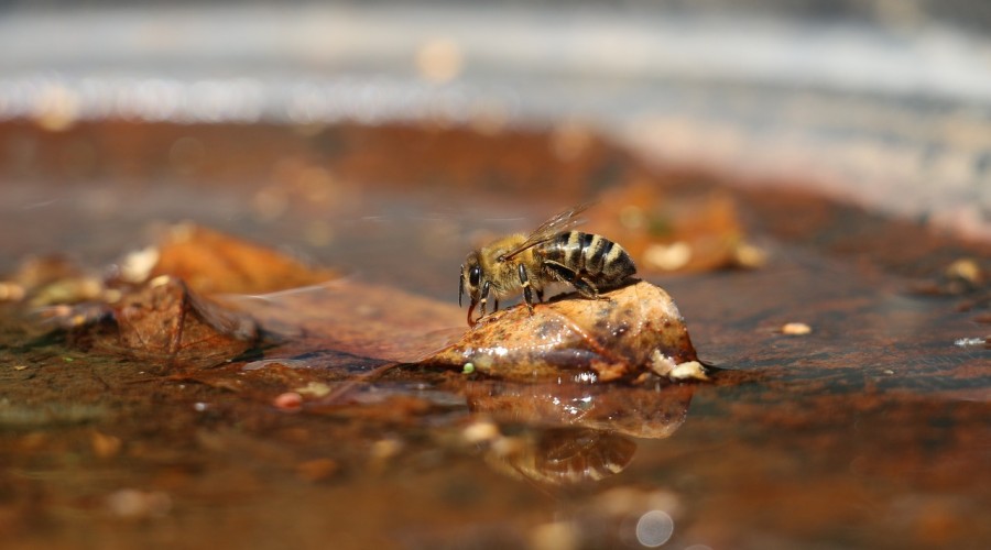 Pomóż zwierzętom w upałach