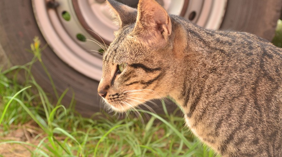 Trujące płyny chłodnicze