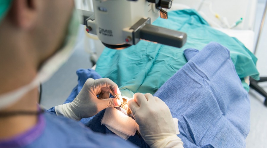 Choroby nerek u kotów