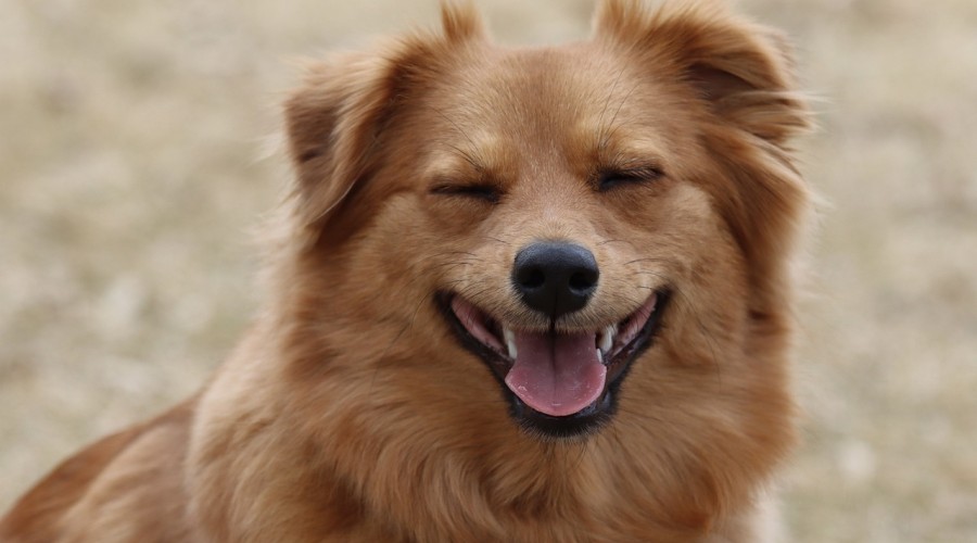 Czyszczenie zębów - u weterynarza czy u groomera?