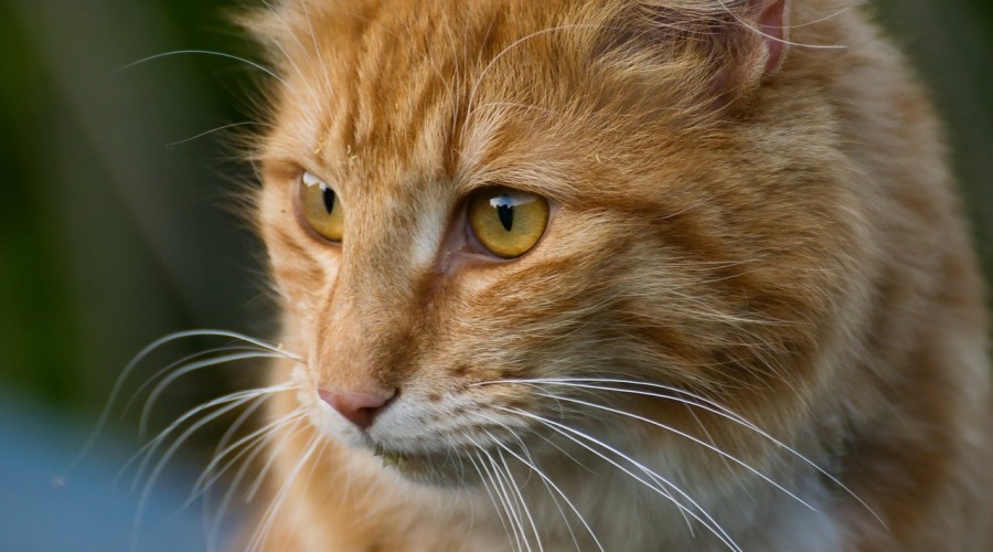 Podróż z kotem do weterynarza