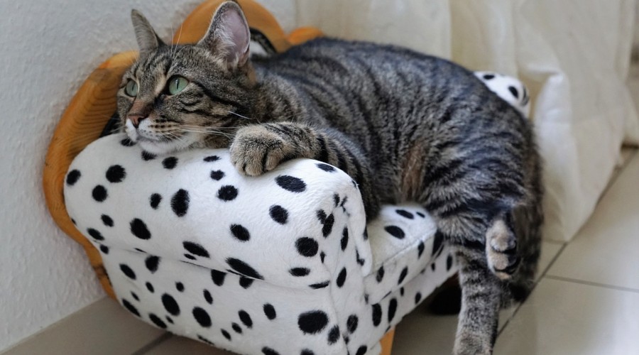 Wyjazdy - co zrobić z kotem