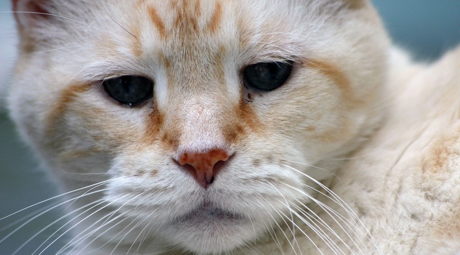 Zaburzenia poznawcze u kotów