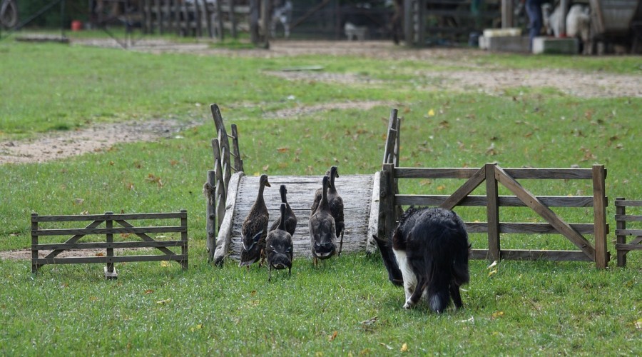 Inteligencja i potrzeby twojego psa
