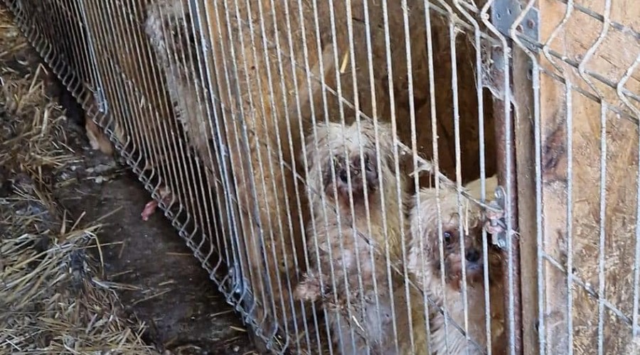 Ciemna strona rynku zwierząt domowych