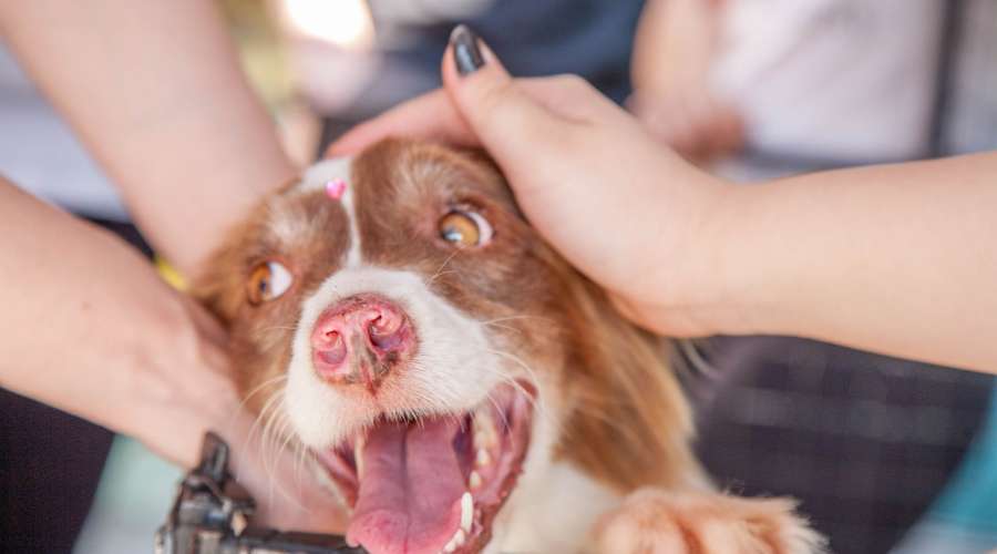 Emocje kontra fakty - aktywizm zwierzęcy