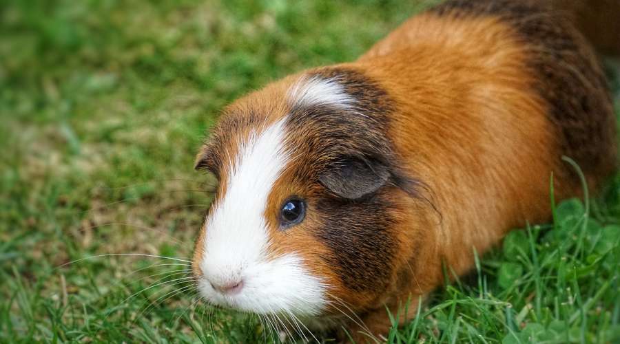 Niedobór witaminy C u świnek morskich