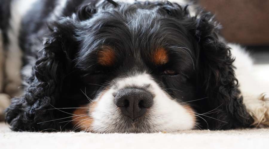 Choroby serca a karmy bezzbożowe