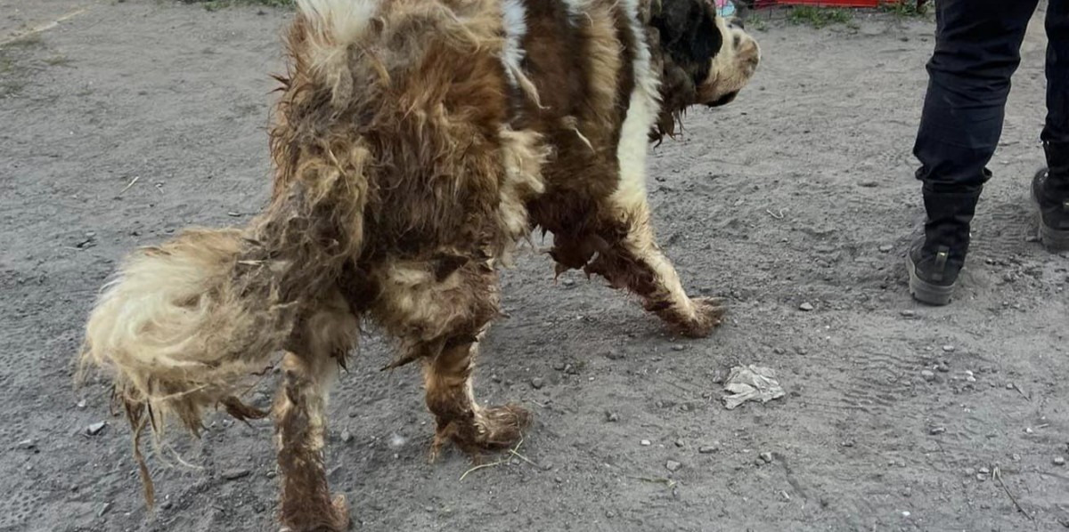 Ciemna strona rynku zwierząt domowych
