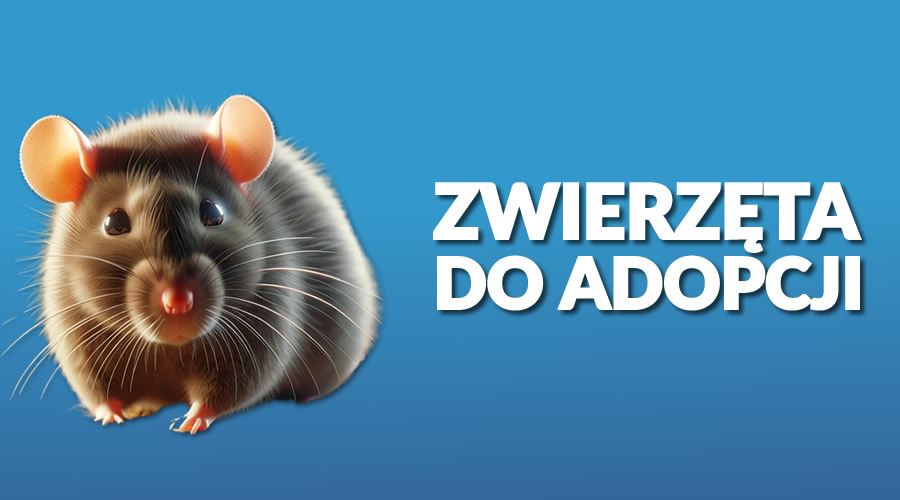 Zwierzęta do adopcji